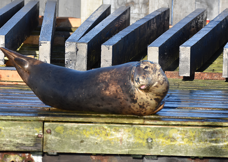 Pippi Longstocking - Photo Credit - Sarah Greenslade - The Seal Project Research and Conservation