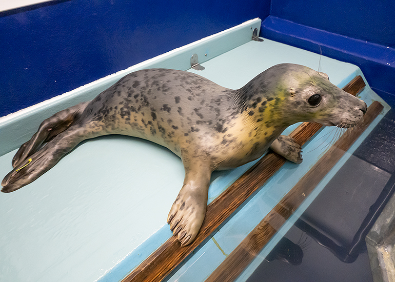 CORNISH SEAL SANCTUARY SEA LIFE TRUST PHOTO GALLERY