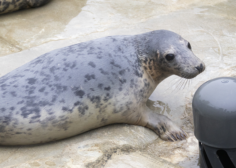 Pippi Longstocking, rescued seal pup