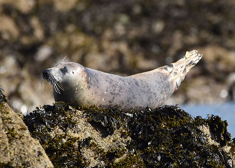 Pippi Longstocking - Photo Credit - The Seal Project Research and Conservation
