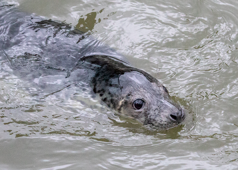 Pippin, rescued seal pup