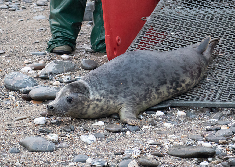 Pippin, rescued seal pup