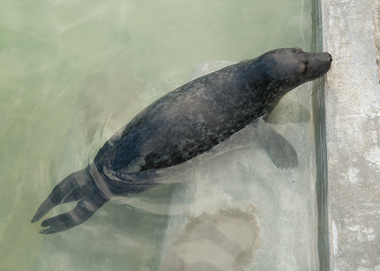Polurrian, rescued seal pup