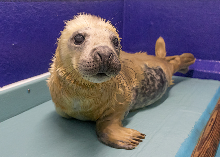 Pong, rescued seal pup