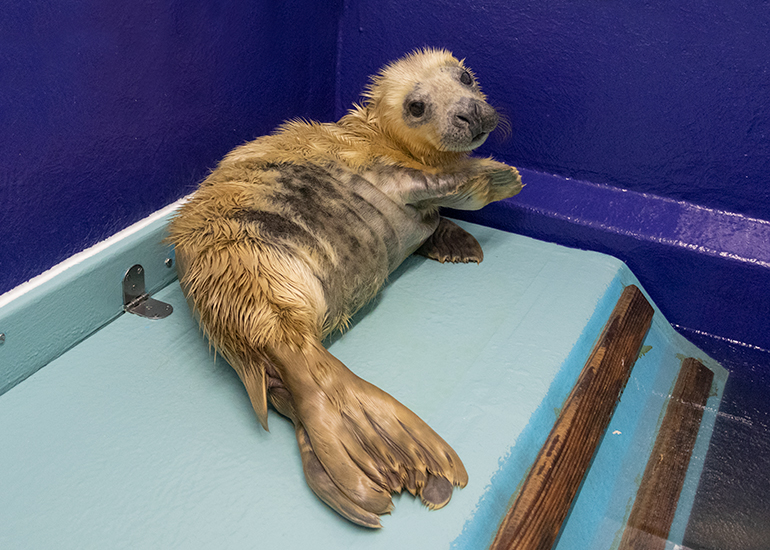 Pong, rescued seal pup