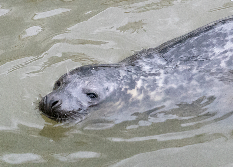Pong, rescued seal pup