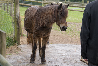 Ponies in paddock