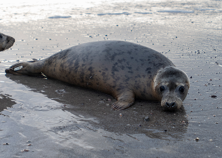 Seal Release - 3rd April 2023