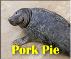 Pork Pie