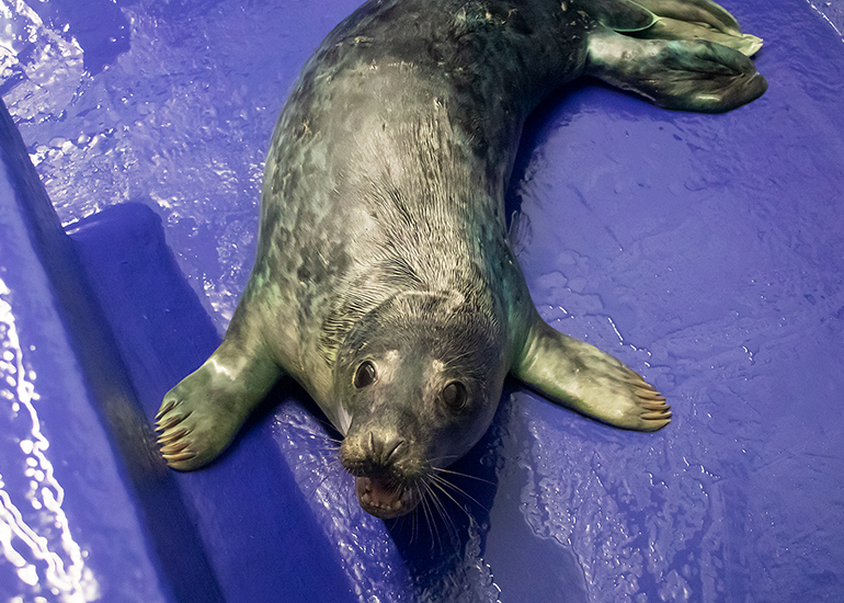 Pork Pie - Photo taken on 30th October 2020