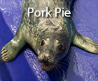Pork Pie