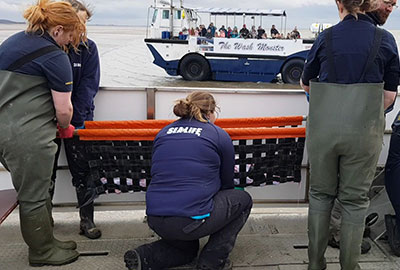 Stranded Porpoise Defies All the Odds