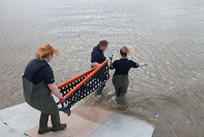 Stranded Porpoise Defies All the Odds