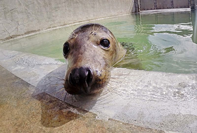 Ludo