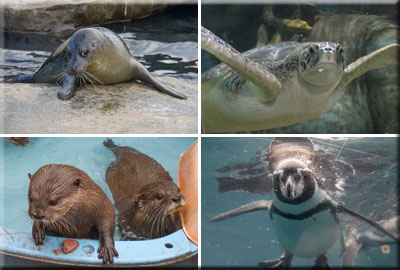 Hunstanton Sea Life Sanctuary