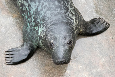 Sanctuary Pitches in to Safeguard Marine Life South of Scillies