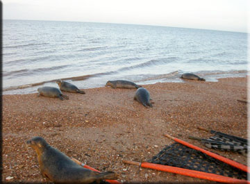 Seal Release