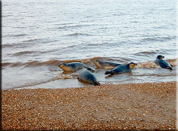 Seal Release