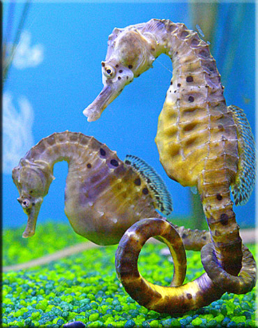 Seahorses