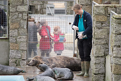 Rescued Seal Pups