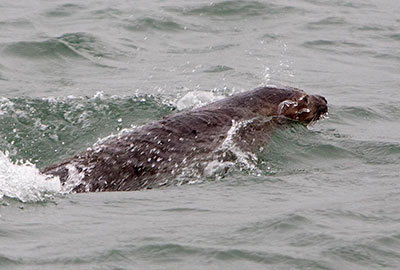 Seal Release - 27th August 2014