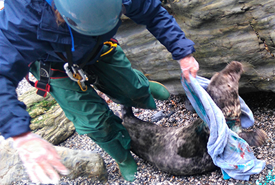 5 Releasing Lucky flipper - Photo by Sue Sayer CSGRT