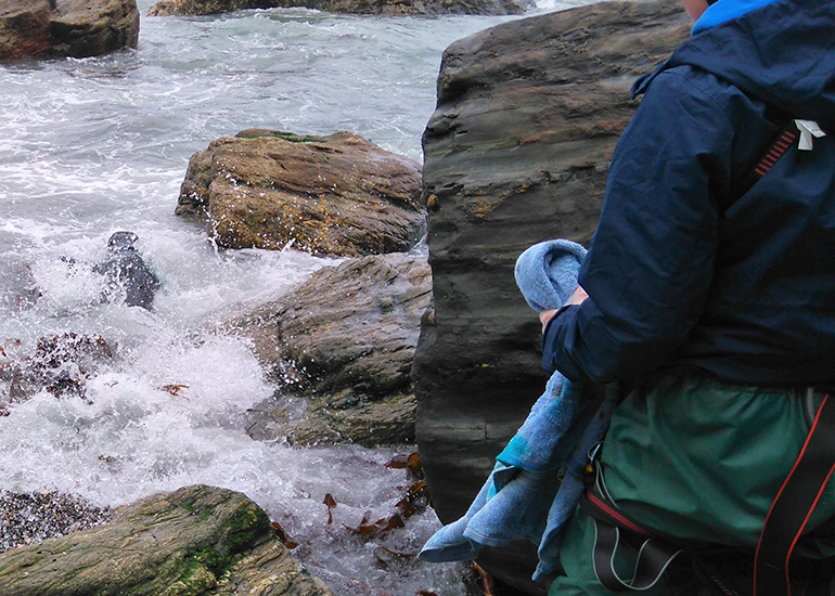 6 Lucky flipper off at a rate of knots - Photo by Sue Sayer - Cornwall Seal Group Research Trust