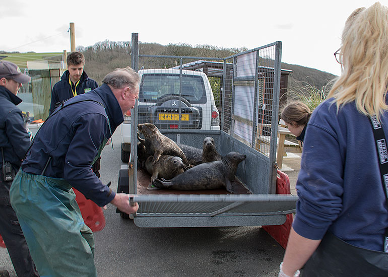 Seal Release 26th March 2018