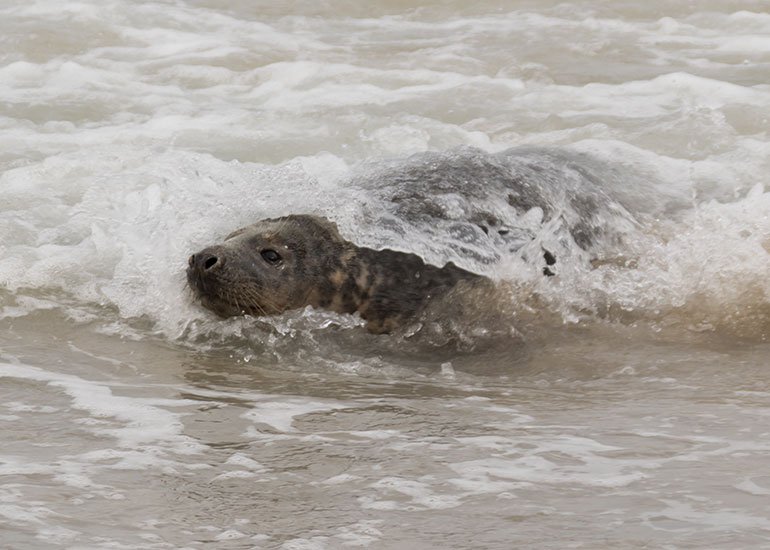 Seal Release 26th March 2018