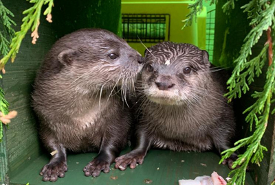 Otters find 'fairtale' love in Lockdown