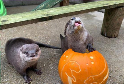 Otters find 'fairtale' love in Lockdown