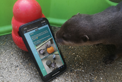 Otters find 'fairtale' love in Lockdown