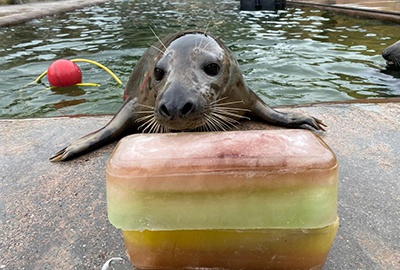 Seals Delightfully Celebrate the Reopening of the Sanctuary