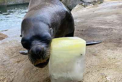 Seals Delightfully Celebrate the Reopening of the Sanctuary