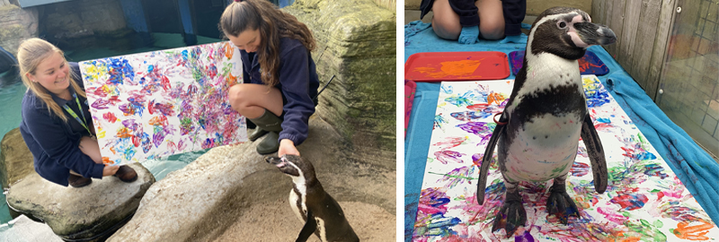 Penguin channels inner artist for Cornish Seal Sanctuary fundraising campaign
