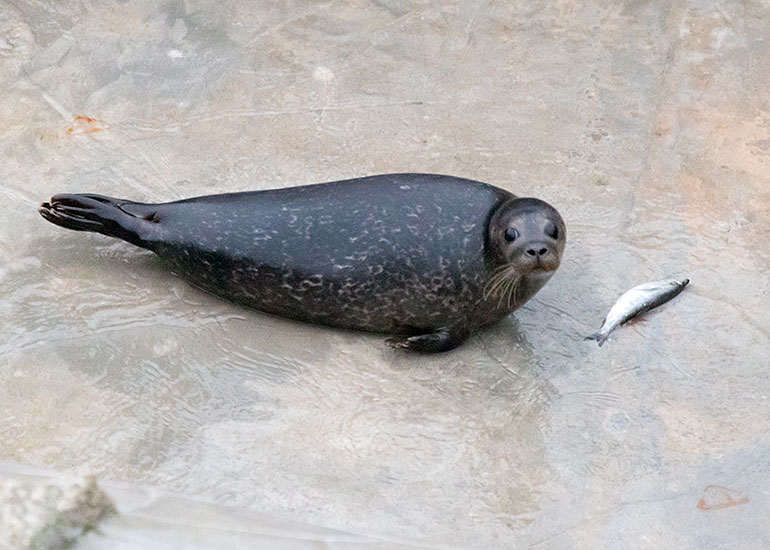 Pretty Woman, rescued seal pup