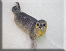 Rescued Seal Pup, Prince on 8th June 2019