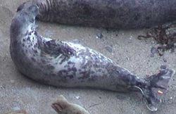 Photo of Puffa with her pup was taken by Sue Sayer of Cornwall Seal Group on 25th February 2006