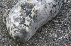 Photo of Puffa was taken by Sue Sayer of Cornwall Seal Group on 28th January 2016