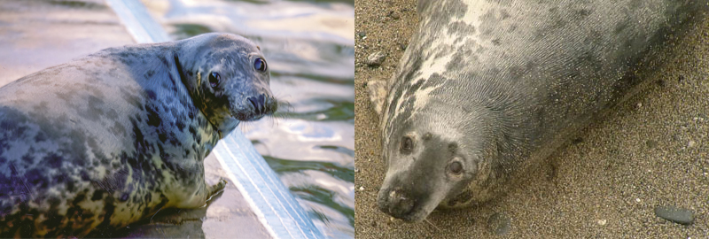 Meet Puffa and read her amazing Story!