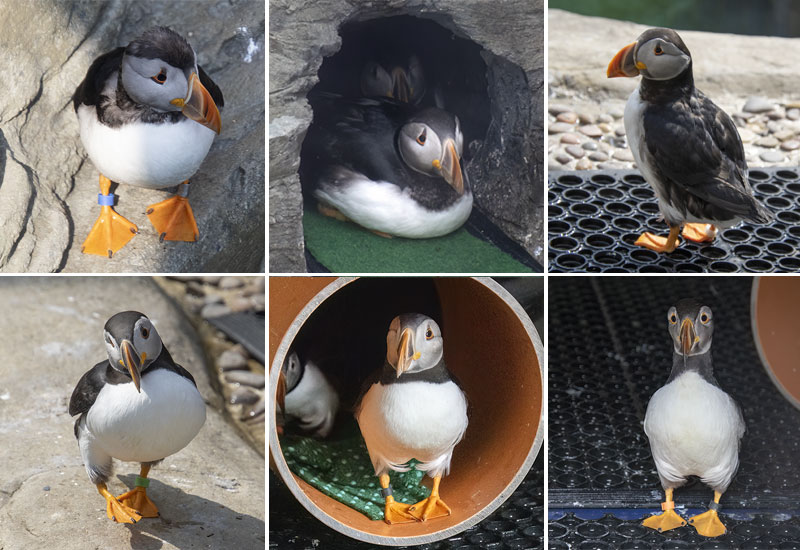 Puffins
