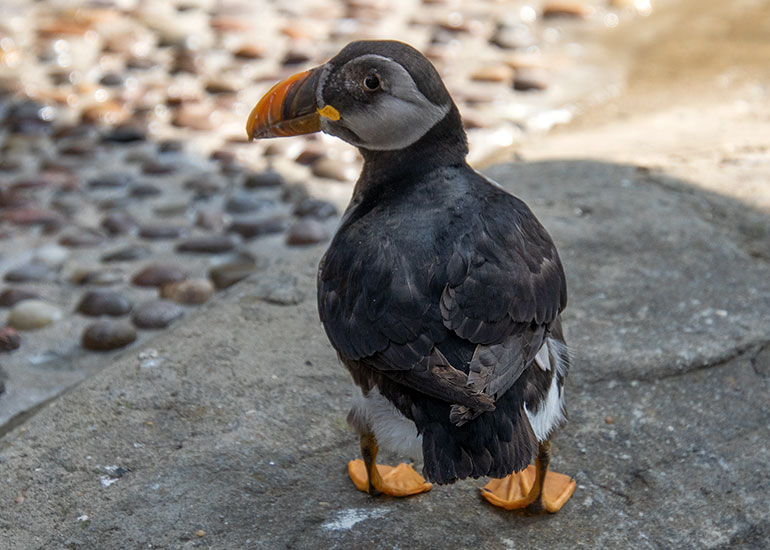 Karen - Puffins