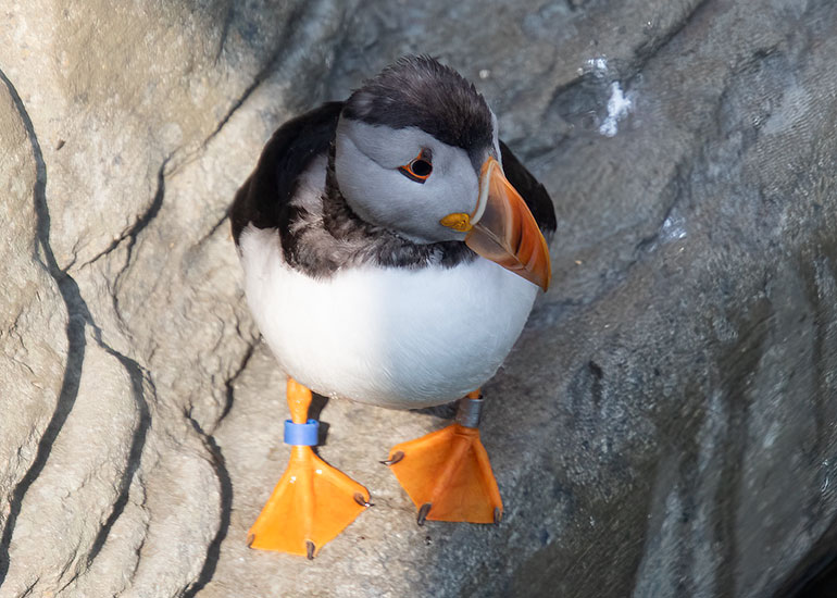 Freyja - Puffin