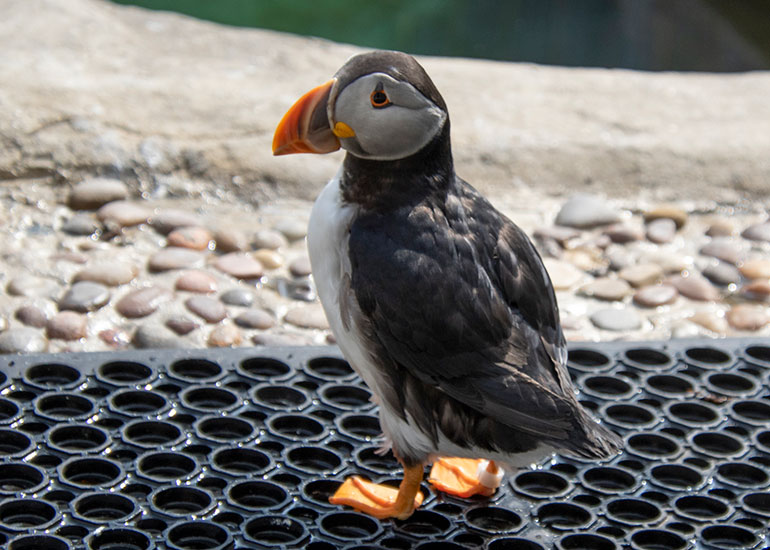 Thor - Puffin