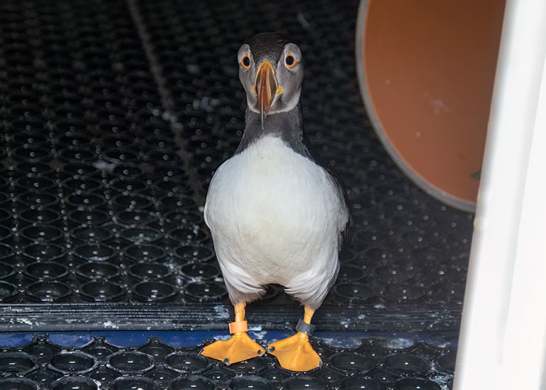 Lundi - Puffin - Photo credit - CSS ACT