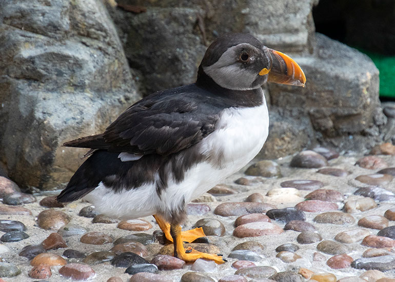 Karen - Puffin