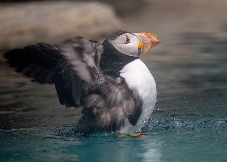 Puffins