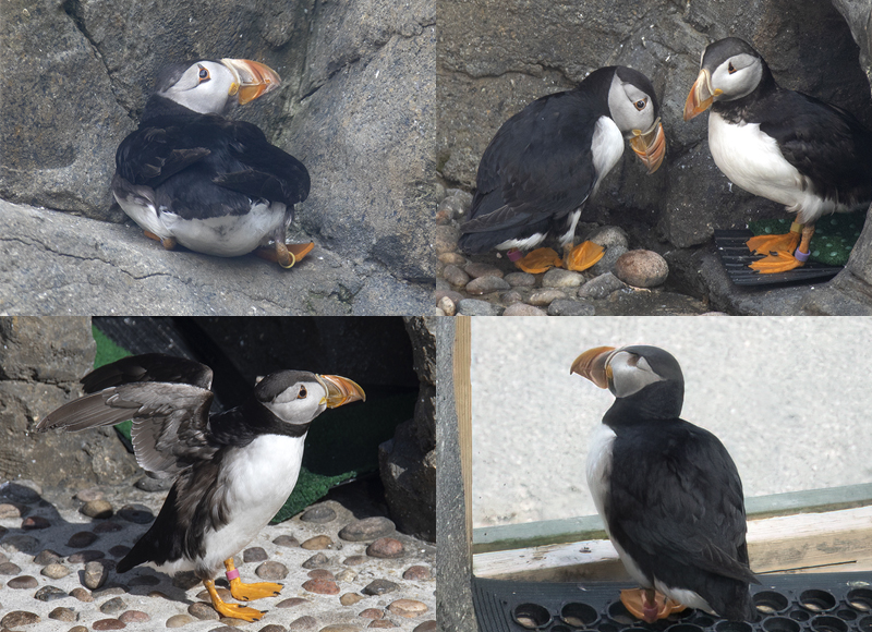 Puffins