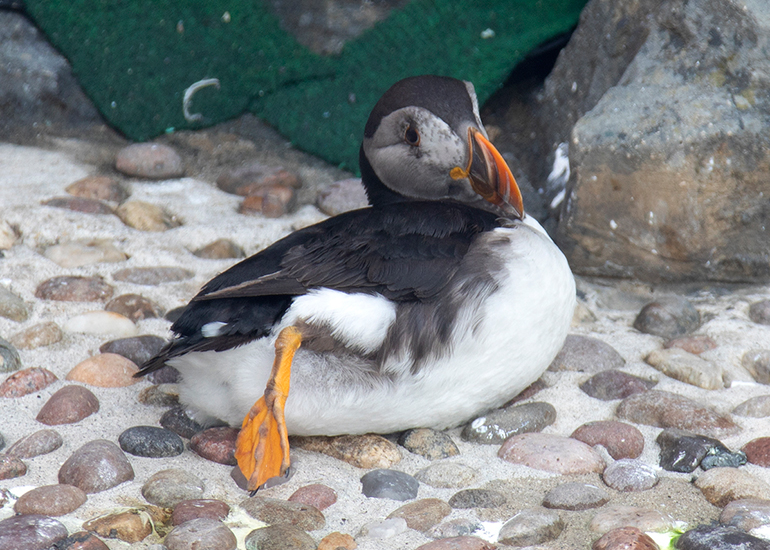 Karen - Puffins