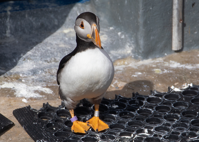 Freya - Puffins